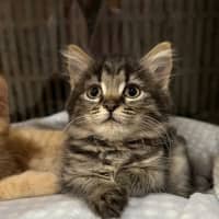 Photo of Luna (Lj) 
