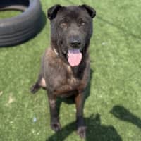 Photo of Tank Imp 3100