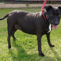Photo of Roxy