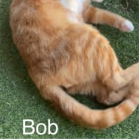 Photo of Bob   Louis