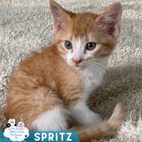 Photo of Spritz
