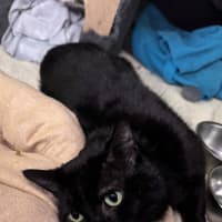 Photo of Sirius Black