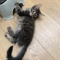 Photo of Lilly & Banjo