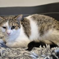 Photo of Brett **2nd Chance Cat Rescue**