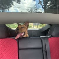 Photo of Red Dog