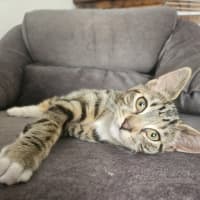 Photo of Mabel (Was Max)