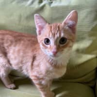 Photo of Felix