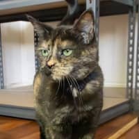 Photo of Tizzy 