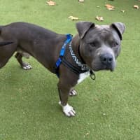 Photo of Blue