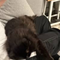 Photo of Jet   9 Year Old Domestic Long Hair