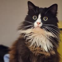Photo of Seamus