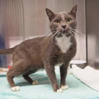 Photo of Smokey