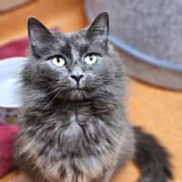 Photo of Thunder