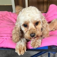 Photo of Marley   22 Month Old Cavoodle