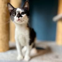 Photo of Boggle   Located In Templestowe