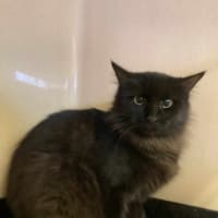 Photo of Lady