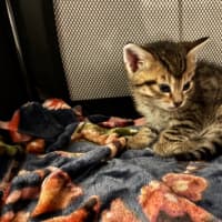 Photo of Zylo