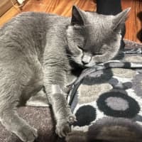 Photo of Miaowzzee