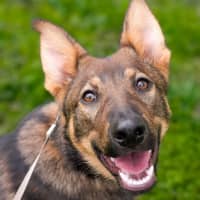 Photo of Rin Tin Tin 
