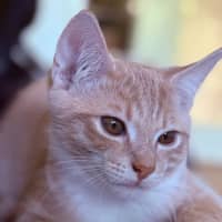 Photo of Marshmallow