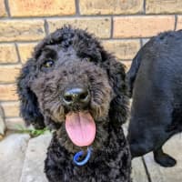 Photo of Dasha   6 Month Old Poodle (Trial)