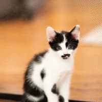 Photo of Smudge