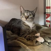 Photo of Maple