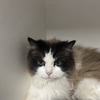 Photo of Angel