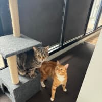 Photo of Kimchi & Bruno