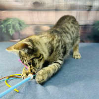 Photo of Apollo   Meet Me In Preston