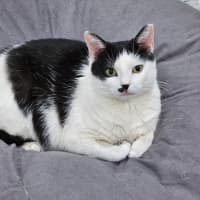 Photo of Panda