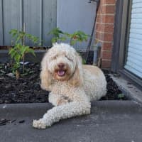 Photo of Gnocchi Russelton