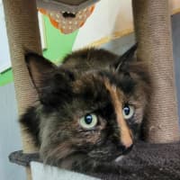 Photo of The Silent Warrior