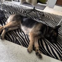 Photo of Pretzel (Eddie)