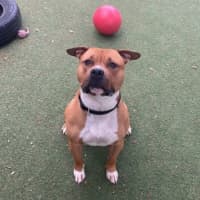 Photo of Moose
