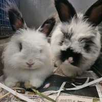 Photo of Flopsy