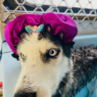 Photo of Benji And Dusty 