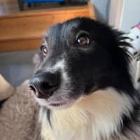 Photo of Moose   2 Year Old Border Collie