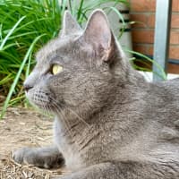 Photo of Iris