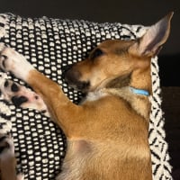 Photo of Timmy   4 Month Old Chihuahua