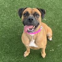 Photo of Brookie Imp 2657