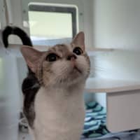 Photo of Nix