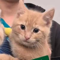 Photo of Pippin ** 2nd Chance Cat Rescue** 
