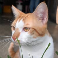 Photo of Ziggy