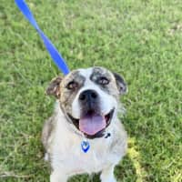 Photo of Lucy *$350 Adoption Fee*