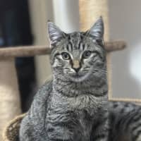 Photo of Acorn And Oak