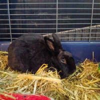 Photo of Dutchess