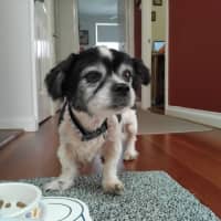 Photo of Jack   11 Year Old Papillion X Maltese