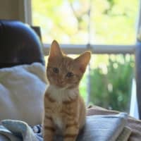 Photo of Donald Meet Me@Petstock Keysbourough Store