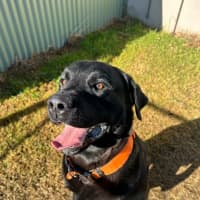 Photo of Archie